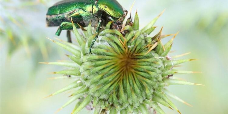 Beslenme anı görüntülendi