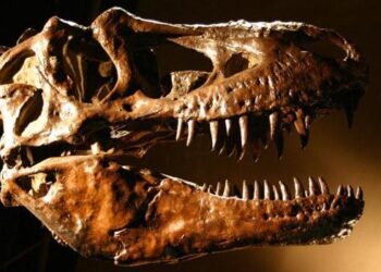 İngiltere’de T-Rex’in kuzeni yeni bir dinozor türü keşfedildi