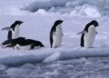 Antartika’da yeni penguen sürüsü keşfedildi