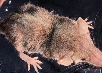 ‘Sivri burun’ isimli böcekçil Şanlıurfa’da görüntülendi