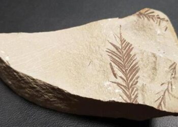 Beydağları’nda 65 milyon yıllık bitki fosili