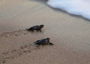 Patara’da 130 caretta caretta denizle buluştu