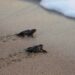 Patara’da 130 caretta caretta denizle buluştu