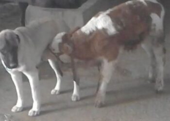 Danayı emziren kangal köpeği görenleri şaşırtıyor