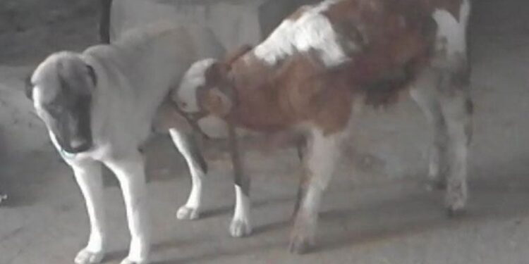 Danayı emziren kangal köpeği görenleri şaşırtıyor