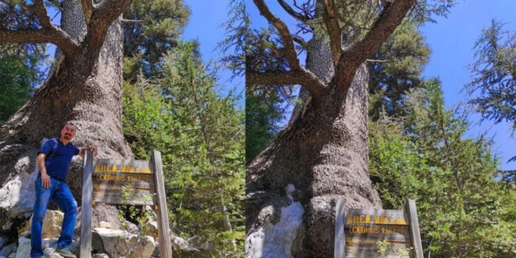 2026 yaşında! Koca Katran, yıllara meydan okuyor