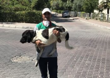 Üç bacaklı sokak köpeği 5 yıldır onunla…