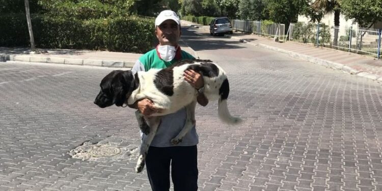 Üç bacaklı sokak köpeği 5 yıldır onunla…