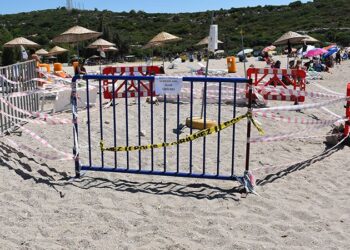 Caretta carettaların tercihi Urla oldu
