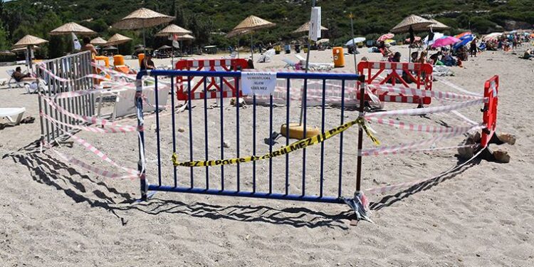 Caretta carettaların tercihi Urla oldu