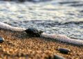 Antalya’da caretta caretta yavruları denizle buluştu