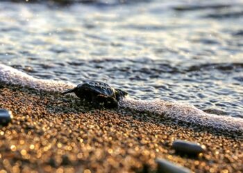 Antalya’da caretta caretta yavruları denizle buluştu