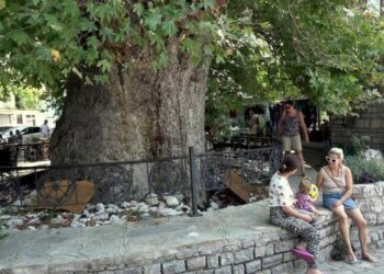 1905 yıllık ağaç mahalle ekonomisini kalkındırıyor