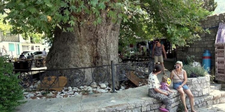 1905 yıllık ağaç mahalle ekonomisini kalkındırıyor