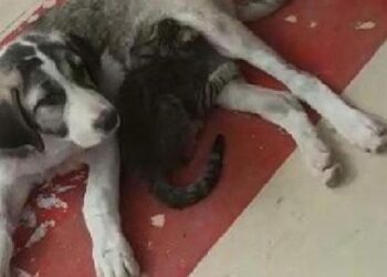 Yavru kedi ve köpeğin gülümseten dostluğu