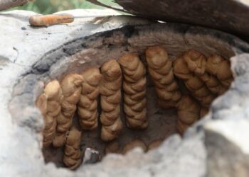 Mezopotamyanın en eski buğday tohumundan ekmek