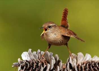 Kazdağları’nın kuş envanterine beş yeni tür eklendi