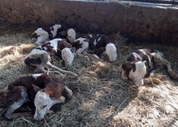 Ülkede ilk kez gerçekleşiyor! Hayrete düştüler