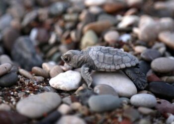 Bayram ‘caretta’ları!