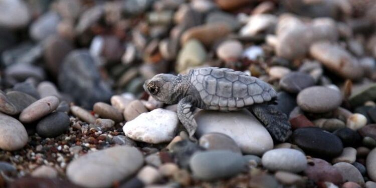 Bayram ‘caretta’ları!
