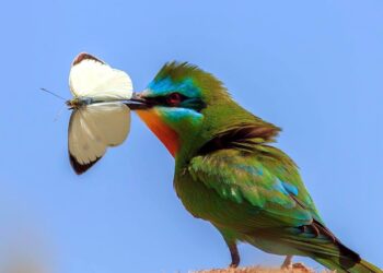 Fotoğraf tutkunu cumhuriyet savcısı 358’inci kuş türünü belgeledi