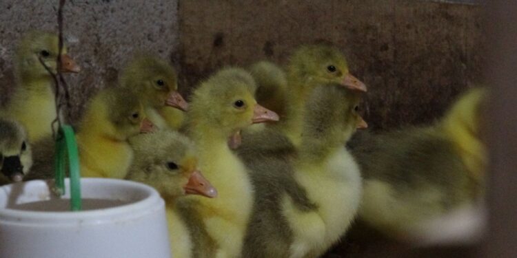 Fransa’dan getirdiği yumurtalarla çiftlik kurdu (Talebe yetişemiyor)