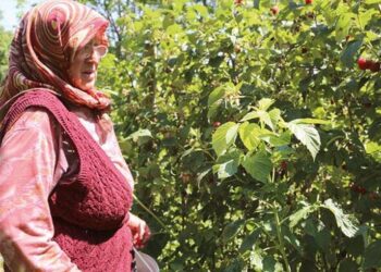 Yetiştirdiği çilekleri pazarda satıp ev aldı, çocuklara bağışladı; çok yaşa Çilek Anne!