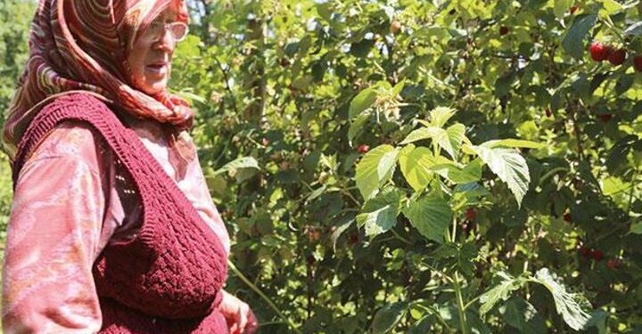 Yetiştirdiği çilekleri pazarda satıp ev aldı, çocuklara bağışladı; çok yaşa Çilek Anne!