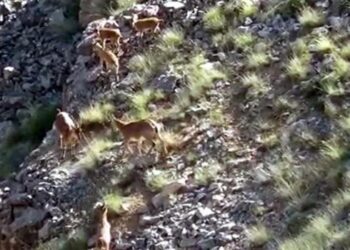Kayseri’de yaban keçileri, yavruları ile görüntülendi