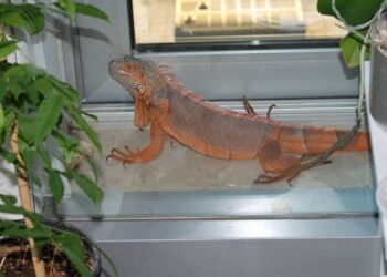 Üsküdar’da bulunan iguananın ismi artık ‘Bayram’