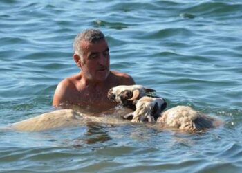 ‘Ade’ ve ‘Bade’yi kurbanlık yapmaya kıyamadı