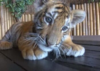 Dünya Kaplan Günü’nde kaplanlara büyük sürpriz