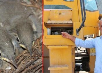 İş makinesinin kepçe hidroliği kuş yuvası oldu