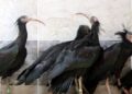 Türkiye’de kelaynak sayısı artıyor