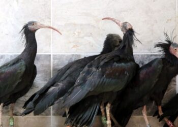 Türkiye’de kelaynak sayısı artıyor