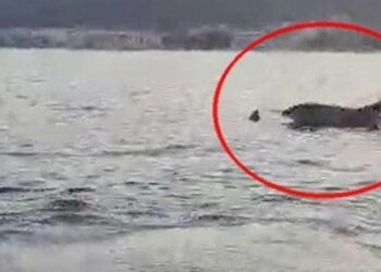 Marmaris Körfezi açıklarında yunus sürprizi