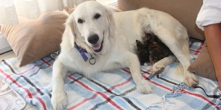 Doğum yapmadı ama… Yavru kedilerin süt annesi!