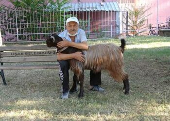 Yalnızlıktan sıkılınca sahiplendiği keçiyle dost oldu