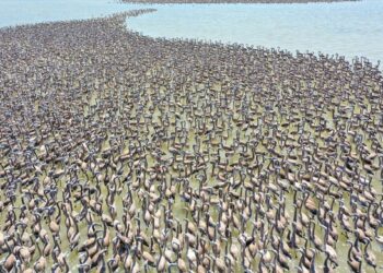 İzmir Kuş Cenneti’nde 18 bini aşkın yavru flamingo kreşte uçma hazırlığı yapıyor