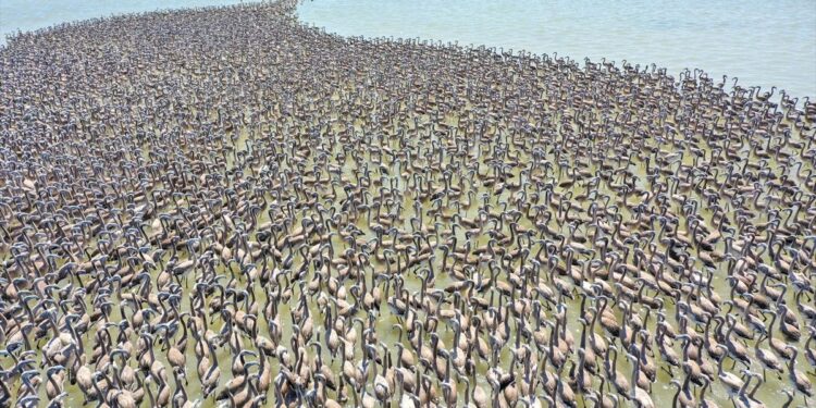 İzmir Kuş Cenneti’nde 18 bini aşkın yavru flamingo kreşte uçma hazırlığı yapıyor