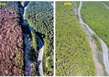 Orman Genel Müdürü Karacabey: Tırtıl istilasına uğrayan ormanlar eski görünümüne kavuştu