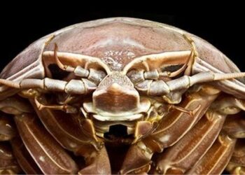 ‘Deniz hamam böceği’: Okyanusun dibinde dev bir kabuklu canlı keşfedildi