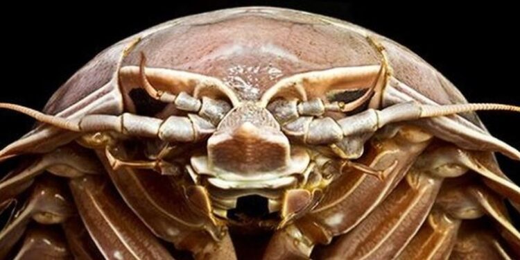 ‘Deniz hamam böceği’: Okyanusun dibinde dev bir kabuklu canlı keşfedildi