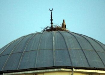 Cami kubbesi 16 yıldır leyleklerin yuvası oldu