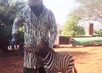 Öksüz zebra için seferber oldular… Vekil anne!