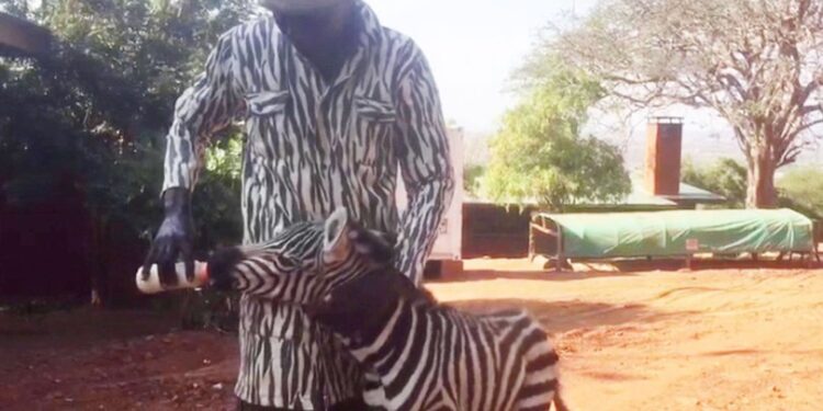 Öksüz zebra için seferber oldular… Vekil anne!