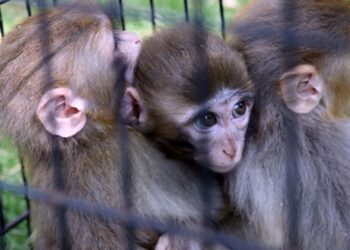Down sendromlu maymunun kardeş sevgisi