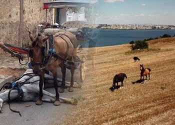 Adalar’da yeni yuvalarına kavuşan atlar özgürlüğün keyfini çıkarıyor