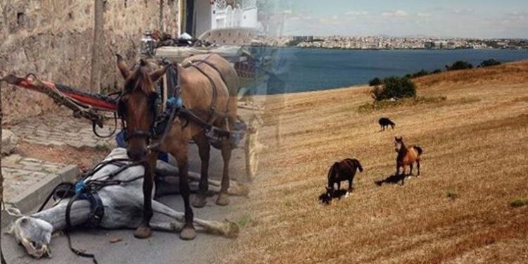 Adalar’da yeni yuvalarına kavuşan atlar özgürlüğün keyfini çıkarıyor