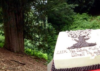 4117’nci yaşına giren dünyanın en yaşlı porsuk ağacına doğum günü pastası kesildi